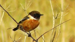 Stonechat Bird at Gunwalloe Church Cove [upl. by Kirtley]