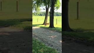 July 3 2024  shorts deer fawn nature [upl. by Yrolg755]