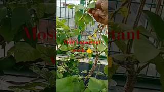 Dead heading enhances flowering gardening nature ytshorts shortsfeed [upl. by Ailimaj]