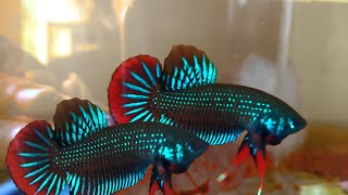 BETTA IMBELLIS AND ANOTHER BETTAS [upl. by Roice]