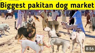 Famous nd biggest dog Market in pakistan dog mandi care animal [upl. by Norehc94]