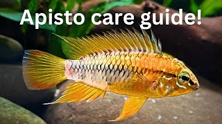 Ultimate Apistogramma Care Guide Setup Behavior and Breeding [upl. by Jen]