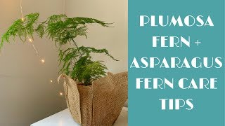 Plumosa  Asparagus Fern Indoor Care Tips [upl. by Kentigera888]