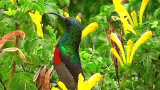 Beautiful sunbirds in the quotLittle Karooquot South Africa [upl. by Elaen]