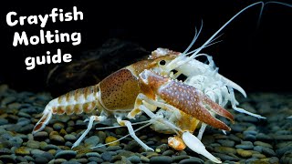 Pet Crayfish Molting Guide  5 Essential Tips [upl. by Frost]