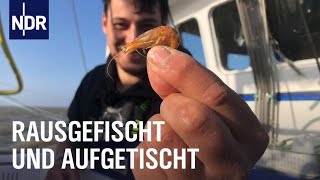 Fischereihafen Cuxhaven Täglich frischer Fisch  Die Nordreportage  NDR Doku [upl. by Dwan442]