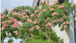 ACACIA de CONSTANTINOLA Albizia julibrissin ARBOLES Y ARBUSTOS [upl. by Ankney]