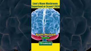 Lions Mane Mushroom  Superfood or Scam 2024 shorts lionmane dementia [upl. by Anegal]