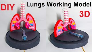 lungs working model science project 3d  science exhibition  diy  craftpiller [upl. by Vandyke318]