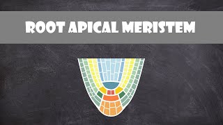 Root Apical Meristem Structure  Plant Biology [upl. by Doy]