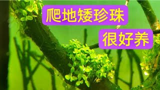 爬地矮珍珠水草太好养了，你不想试试吗？ [upl. by Olifoet]