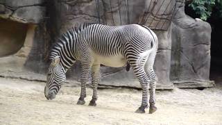 Zoo Zebra [upl. by Desmund]