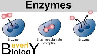 Enzymes and Catalysts [upl. by Atteirneh]