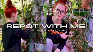 Is This The Best Method To Repot Plants Attached To The Wall [upl. by Nalyt]