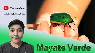 Cotinis Mutabilis quotMayate Verdequot CuriosidadesDelReinoAnimal 🦗🦟🐜❓❓ I TheSoCaFam [upl. by Ranjiv638]