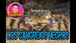 Los Cangrejos Negros [upl. by Nakre522]