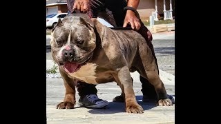 How to make your pitbull or bully BIGGER [upl. by Perusse]