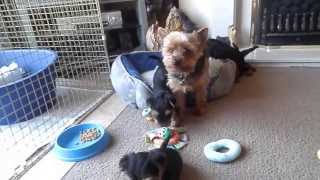 Yorkshire Terrier Puppies 6 weeks old playing [upl. by Nava299]