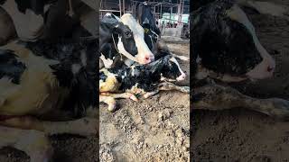 First Lactation Heifer ਦਾ ਸੂਆ ਪਿਆ  Bassi Dairy Farm [upl. by Marshal]