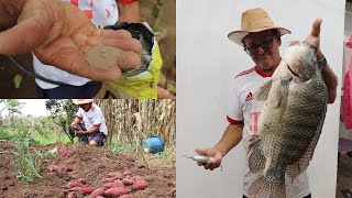 AGORA AS FRUTEIRA DARÃO MUITOS FRUTOS  COLHENDO BATATADOCE  PESCANDO PEIXES PARA O ALMOÇO [upl. by Selrhc]