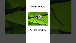 Para aparearse los machos de muchas especies llevan un regalo 🎁 animales biologiayecologia [upl. by Berhley]