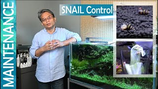 How to control snails in planted aquarium Snail Traps How to get rid of snails Snail control [upl. by Hgielrebmik682]