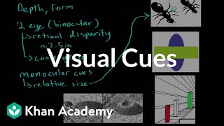 Visual cues  Processing the Environment  MCAT  Khan Academy [upl. by Moritz]