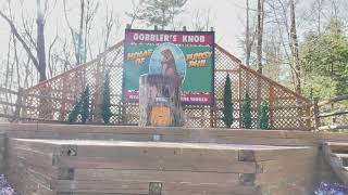 Gobblers Knob Punxsutawney PA [upl. by Roger]