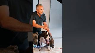 Relax Your Dogs Brain With A Deep Tissue massage I Cesar Millan shorts [upl. by Vorster311]