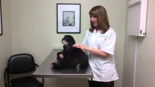 How to give an insulin injection to your pet [upl. by Namdor]