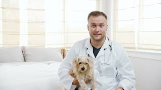 Treat Your Pet’s Ear Infections at Home with ZYMOX  No Vet Required [upl. by Treat]