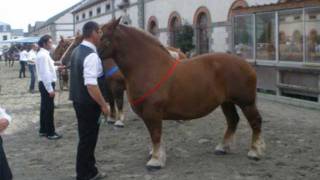 Cheval Trait breton Les concours modèles et allures 2010 Bretagne [upl. by Burck]