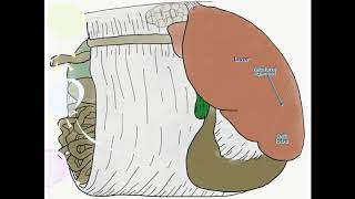 Bovine Omentum [upl. by Ira]