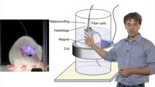 Microscopy Optogenetics Karl Deisseroth [upl. by Ranita399]