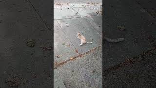 Sprinkles 🐈🐈 3kcreator familyfirst catlovers catshorts youtubeshorts fyp [upl. by Latnahc]