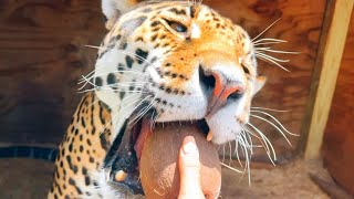 CAN JAGUAR JAWS CRACK A COCONUTPART TWO… [upl. by Hartley]