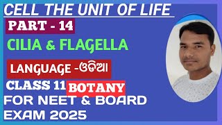 Cell The Unit Of Life 14  Cell The Unit Of Life in Odia  Cilia and Flagella  Class 11NEET [upl. by Noirred]