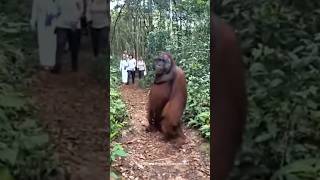 Most Intelligent Animal In The World  Orangutan [upl. by Aikyn766]