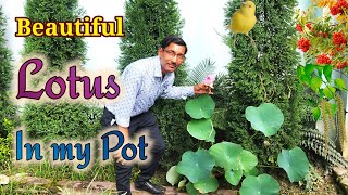 Grow Lotus in Pots  Full video from Seedling to Bloom [upl. by Cox296]