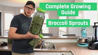 The Right Way To Grow Broccoli Sprouts  Complete Sprouting Guide [upl. by Cordey]