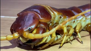 Lobster giant centipede Scolopendra gigantea robusta feeding giant mealworm [upl. by Gamber]