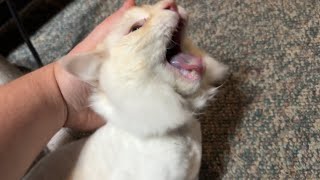 Dad Comforting His Cat During a Seizure [upl. by Natty]