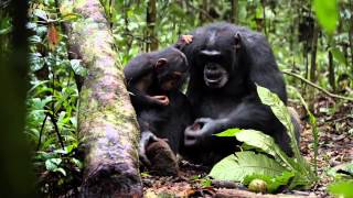 Trailer Chimpanzee [upl. by Shields]