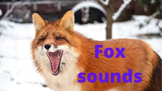 Fox sounds at night  fox noises fox screaming at night [upl. by Lenneuq883]