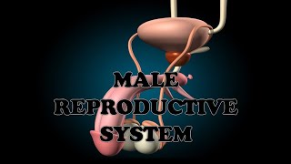 MALE REPRODUCTIVE SYSTEM  ANATOMY FUNCTION PARTS OF MALE REPRODUCTIVE SYSTEM amp SPERM PATHWAY [upl. by Llener]