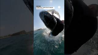 JawDropping Moment Kite Surfer Survives Encounter with Whale  AccuWeather [upl. by Aehta539]