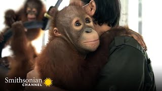 Baby Orangutans Explore Their New Playground 🤗 Orangutan Jungle School  Smithsonian Channel [upl. by Shama]