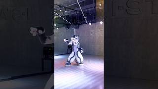 Whats this A furry in a dance studio The dancing tiger covers Magnetic by ILLIT [upl. by Constancia420]