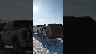 Rocking through Winter with Bale Unroller angusbulls regenerativeagriculture wintergrazing [upl. by Verge758]