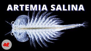 Artemia Salina élevage [upl. by Auqinahc]